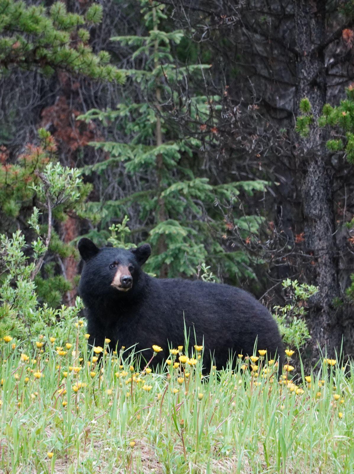 Black Bear, Jasper Canada